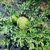 Vodní melouny | Farma Kala