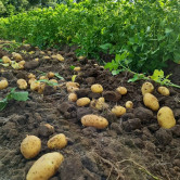 Prodej brambor | Farma Kala