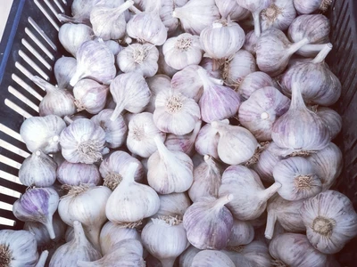 Prodej českého česneku | Farma Kala