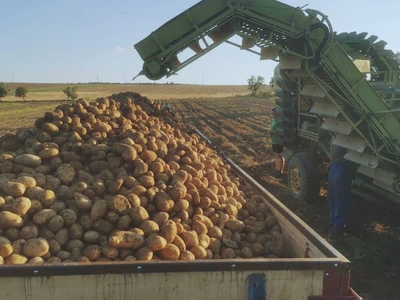 Pěstování brambor | Farma Kala