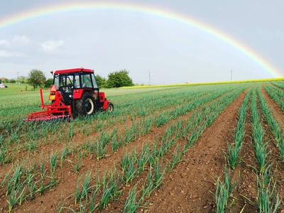 Prodej česneku | Farma Kala