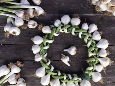 Česnek Kuřimská Nová Ves | Farma Kala