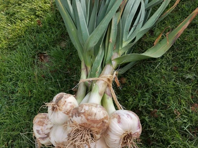 Český česnek | Farma Kala