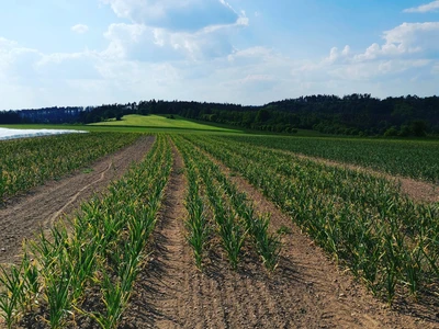 Samosběr česneku | Farma Kala