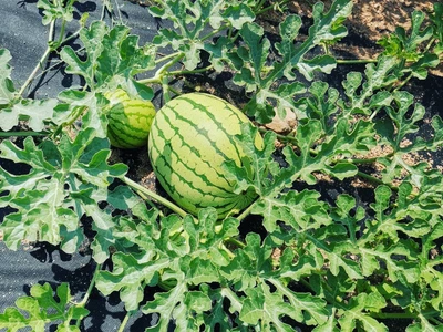 Vodní melouny | Farma Kala