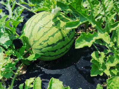 Prodej melounů | Farma Kala