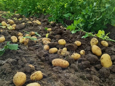 Pěstování brambor | Farma Kala