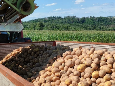 Brambory Kuřimská Nová ves | Farma Kala