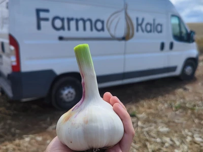 Domácí česnek Kuřimská Nová Ves | Farma Kala